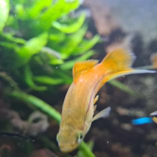 Aquariumfische Schwertträger an Selbstabholer abzugeben
