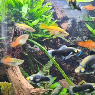 Aquariumfische Schwertträger an Selbstabholer abzugeben