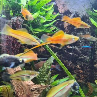 Aquariumfische Schwertträger an Selbstabholer abzugeben