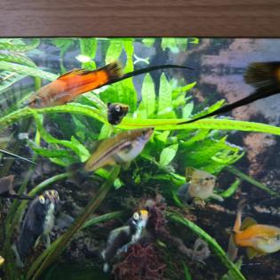 Aquariumfische Schwertträger an Selbstabholer abzugeben