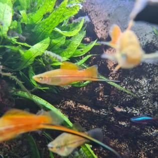 Aquariumfische Schwertträger an Selbstabholer abzugeben