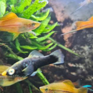 Aquariumfische Schwertträger an Selbstabholer abzugeben