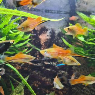 Aquariumfische Schwertträger an Selbstabholer abzugeben