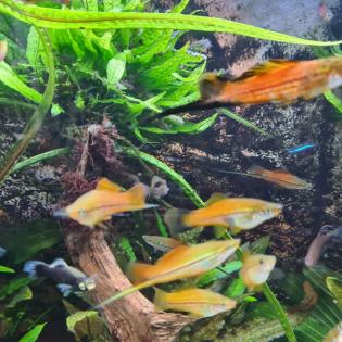 Aquariumfische Schwertträger an Selbstabholer abzugeben