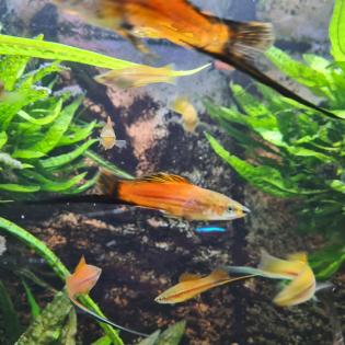 Aquariumfische Schwertträger an Selbstabholer abzugeben