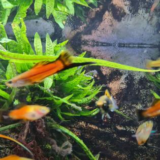 Aquariumfische Schwertträger an Selbstabholer abzugeben