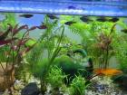 Biete Endler-Guppies und Schwertträger