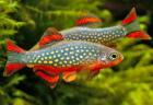 Perlhuhnbärblinge Danio margaritatus